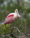 Roseate Spoonbill, Platalea ajaja Royalty Free Stock Photo