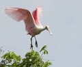 Roseate Spoonbill, Platalea ajaja Royalty Free Stock Photo