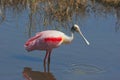 Roseate Spoonbill (platalea ajaja)