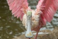 Roseate spoonbill Platalea ajaja bird with wings spread