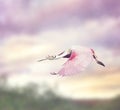 Roseate Spoonbill (Platalea ajaja) Royalty Free Stock Photo