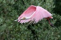 Roseate Spoonbill in Flight Royalty Free Stock Photo