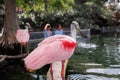 Roseate Spoonbill, Platalea ajaja, a Gregarious Wading Bird of the Ibis and Spoonbill Family and from Threskiornithidae Family Royalty Free Stock Photo