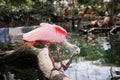 Roseate Spoonbill, Platalea ajaja, a Gregarious Wading Bird of the Ibis and Spoonbill Family and from Threskiornithidae Family Royalty Free Stock Photo