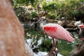 Roseate Spoonbill, Platalea ajaja, a Gregarious Wading Bird of the Ibis and Spoonbill Family and from Threskiornithidae Family Royalty Free Stock Photo