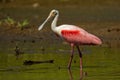 Roseate Spoonbill - Platalea ajaja gregarious wading bird of the ibis and spoonbill family, Threskiornithidae Royalty Free Stock Photo