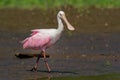 Roseate Spoonbill - Platalea ajaja gregarious wading bird of the ibis and spoonbill family, Threskiornithidae Royalty Free Stock Photo