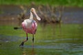 Roseate Spoonbill - Platalea ajaja gregarious wading bird of the ibis and spoonbill family, Threskiornithidae Royalty Free Stock Photo