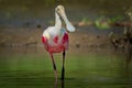 Roseate Spoonbill - Platalea ajaja gregarious wading bird of the ibis and spoonbill family, Threskiornithidae Royalty Free Stock Photo