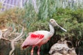 Roseate Spoonbill, Platalea ajaja, a Gregarious Wading Bird of the Ibis and Spoonbill Family and from Threskiornithidae Family Royalty Free Stock Photo