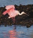 roseate spoonbill - Platalea ajaja - is a gregarious wading bird of the ibis and spoonbill family, Threskiornithidae. Landing in Royalty Free Stock Photo