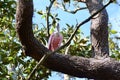 Roseate spoonbill (Platalea ajaja) perched on thick branch Royalty Free Stock Photo