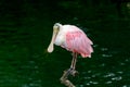 Roseate spoonbill Platalea ajaja Royalty Free Stock Photo