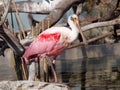 Roseate spoonbill (Platalea ajaja) in a spanish bioparc Royalty Free Stock Photo