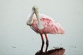 Roseate Spoonbill wading in a shallow pond - Florida Royalty Free Stock Photo