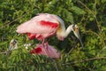 Roseate Spoonbill Portrait Royalty Free Stock Photo
