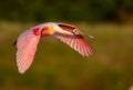 Roseate Spoonbill Portrait Royalty Free Stock Photo