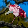 Roseate spoonbill preening while perched on a high branch in tree Royalty Free Stock Photo