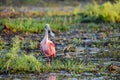 Roseate Spoonbill Royalty Free Stock Photo