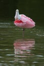 Roseate Spoonbill - Sanibel Island, Florida