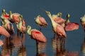 Roseate spoonbill, sanibel Royalty Free Stock Photo