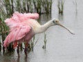 Roseate Spoonbill Shaking off the Rain Royalty Free Stock Photo