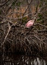 Roseate Spoonbill Sits Above Tannin Colored Water and Grooms Itself