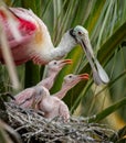 Roseate Spoonbill in Florida Royalty Free Stock Photo