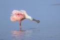 Roseate Spoonbill Splashing