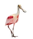 Roseate spoonbill standing, isolated Royalty Free Stock Photo