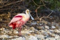 Roseate Spoonbill standing on shoreline rock Royalty Free Stock Photo