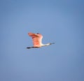 Roseate Spoonbill takes flight Royalty Free Stock Photo