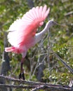 Roseate Spoonbill Takes Flight Royalty Free Stock Photo