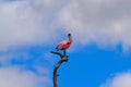 Roseate Spoonbill (Platalea ajaja) perched on a branch. Royalty Free Stock Photo