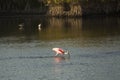 Roseate spoonbill wading with its bill in the water, Florida. Royalty Free Stock Photo