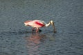 Roseate spoonbill wading with its bill in the water, Florida. Royalty Free Stock Photo