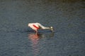 Roseate spoonbill wading with its bill in the water, Florida. Royalty Free Stock Photo