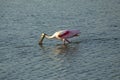 Roseate spoonbill wading with its bill in the water, Florida. Royalty Free Stock Photo