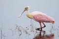 Roseate Spoonbill Wading in a Shallow Pond - Florida Royalty Free Stock Photo