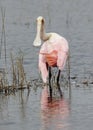 Roseate Spoonbill Wading in a Shallow Pond - Florida Royalty Free Stock Photo