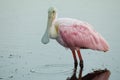 Roseate Spoonbill wading in a shallow pond - Merritt Island, Florida Royalty Free Stock Photo