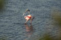 Roseate spoonbill wading in the water at Merritt Island, Florida Royalty Free Stock Photo