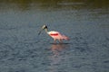 Roseate spoonbill wading in the water at Merritt Island, Florida Royalty Free Stock Photo