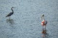 Roseate spoonbill wading in the water at Merritt Island, Florida Royalty Free Stock Photo