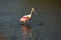 Roseate spoonbill wading in the water at Merritt Island, Florida Royalty Free Stock Photo