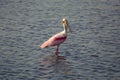 Roseate spoonbill wading in the water at Merritt Island, Florida Royalty Free Stock Photo