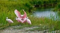 Roseate spoonbill in wetland