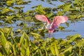 Roseate Spoonbill Wing Spread Royalty Free Stock Photo