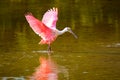 Roseate spoonbill (Platalea ajaja)