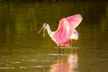 Roseate spoonbill (Platalea ajaja) Royalty Free Stock Photo